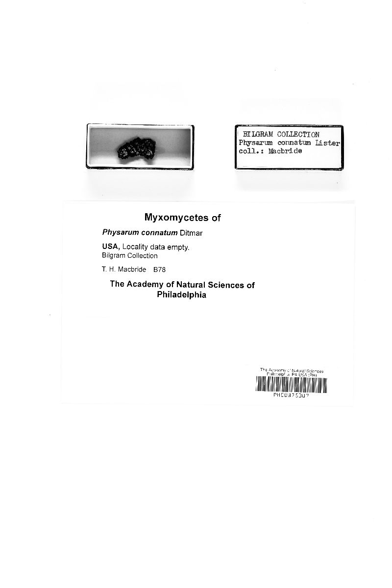 Physarum connatum (d2) image