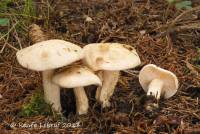 Hebeloma eburneum image