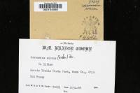 Marasmius siccus image