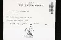 Marasmius siccus image