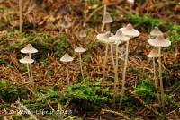 Mycena metata image