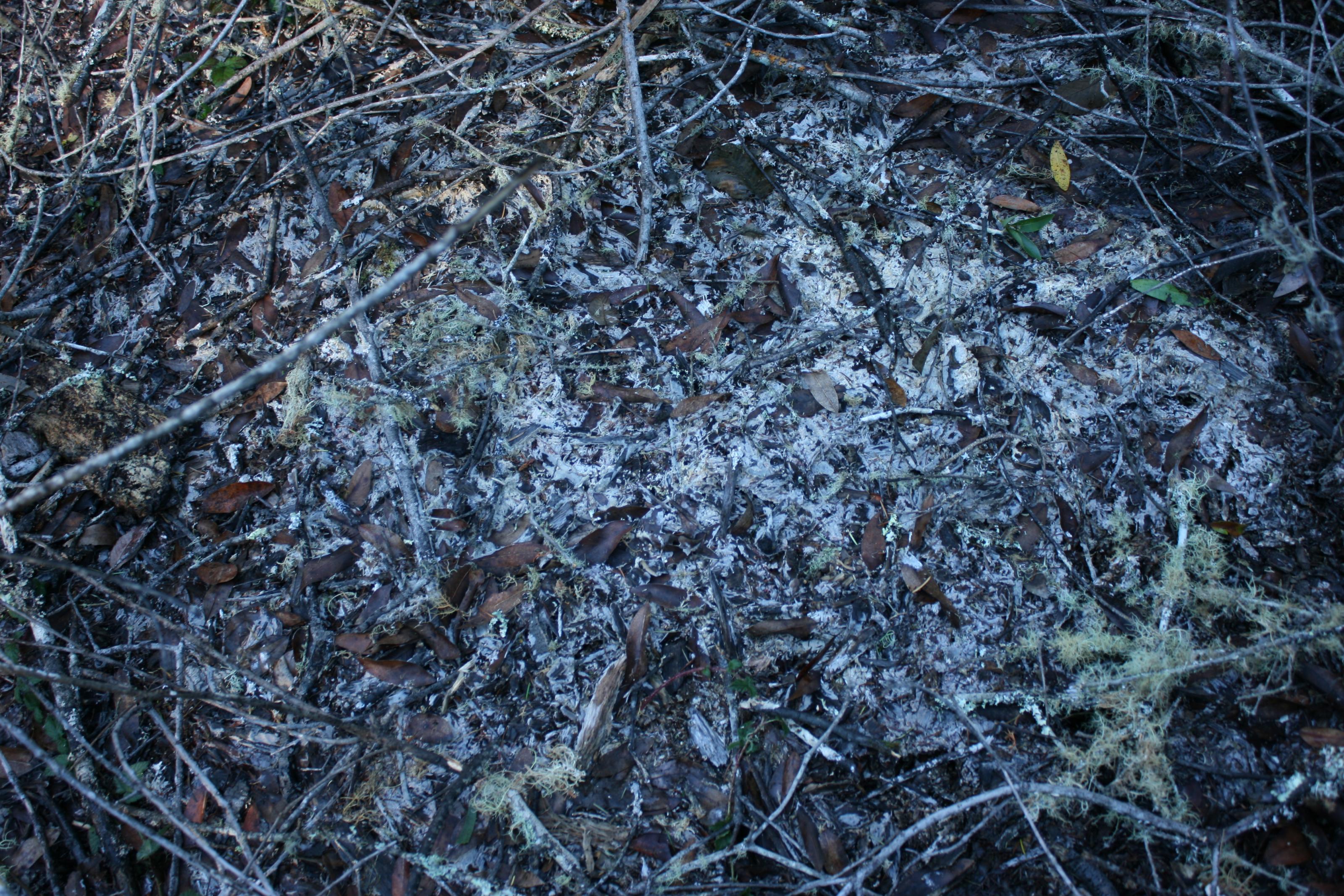 Corticiaceae