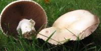 Agaricus arvensis image