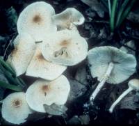 Media resource of Lepiota cristata