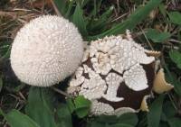 Media resource of Lycoperdon marginatum