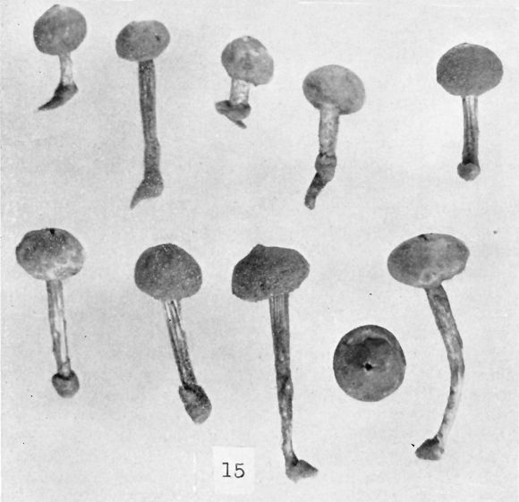 From Long, W.H. & Ahmed, S. 1947 Farlowia 3: 253. Tulostoma vulgare image