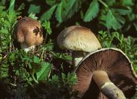 Media resource of Agaricus cupreobrunneus