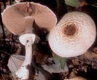 Media resource of Agaricus silvaticus