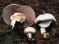 Media resource of Agaricus abruptibulbus