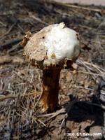 Media resource of Battarreoides diguetii