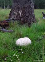 Media resource of Calvatia booniana
