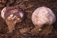 Media resource of Calvatia fragilis