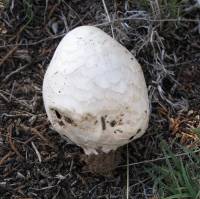 Media resource of Chlorophyllum agaricoides