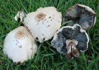 Media resource of Chlorophyllum molybdites