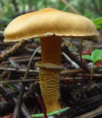 Media resource of Cystoderma fallax