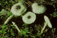 Lepiota felina image