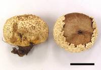 Lycoperdon marginatum image