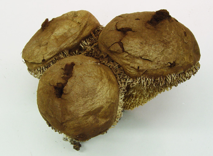Lycoperdon pulcherrimum image