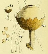 Media resource of Tulostoma poculatum