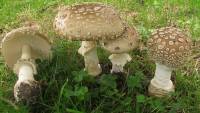 Media resource of Amanita pantherina