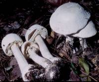 Media resource of Amanita polypyramis