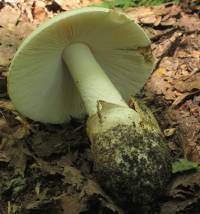 Media resource of Amanita volvata