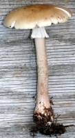 Media resource of Amanita amerirubescens