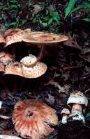 Amanita amerirubescens image