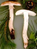 Media resource of Amanita novinupta