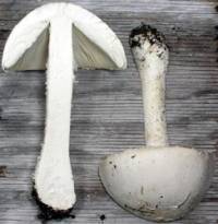 Media resource of Amanita thiersii
