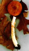 Limacella glischra image