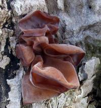 Media resource of Auricularia auricula