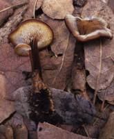 Media resource of Auriscalpium vulgare