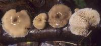 Media resource of Lentinellus micheneri