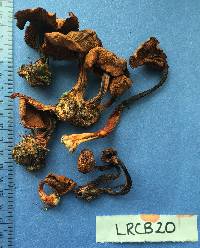 Cortinarius cinnamomeus image