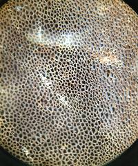 Coltricia cinnamomea image