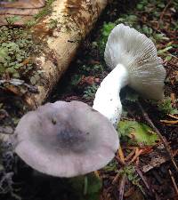 Russula fragilis image