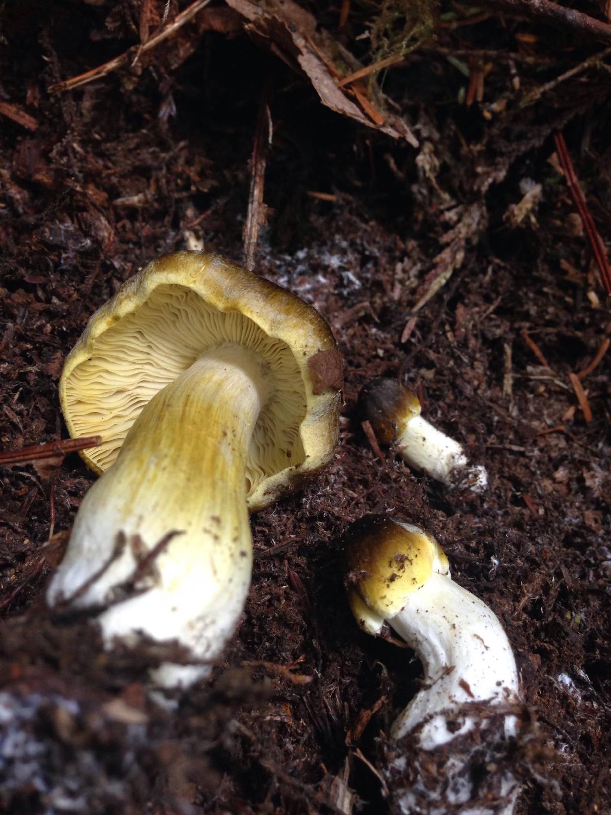 Tricholoma subsejunctum image