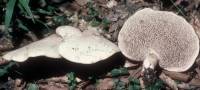 Media resource of Bankera violacea