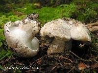 Media resource of Boletopsis grisea