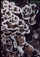 Media resource of Phellodon confluens