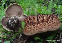 Media resource of Sarcodon imbricatus