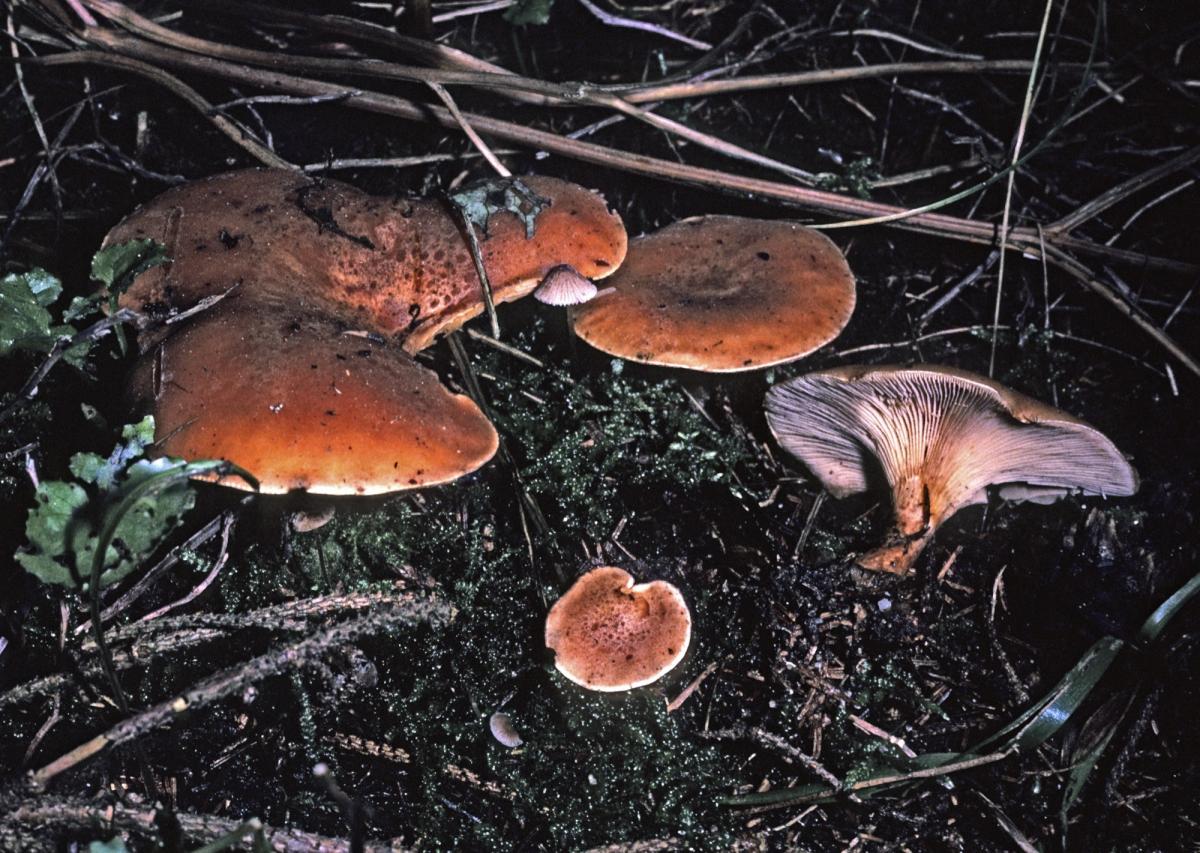 Lepista flaccida image