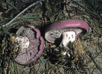 Media resource of Cortinarius bicolor