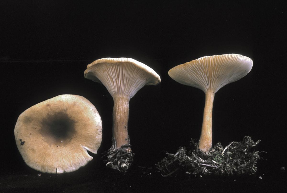 Clitocybe squamulosa image