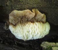 Media resource of Nectriopsis tremellicola