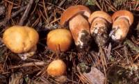 Media resource of Boletus subcaerulescens