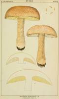 Media resource of Boletus atkinsonii