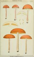 Media resource of Boletus rubropunctus
