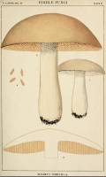 Media resource of Boletus nobilis